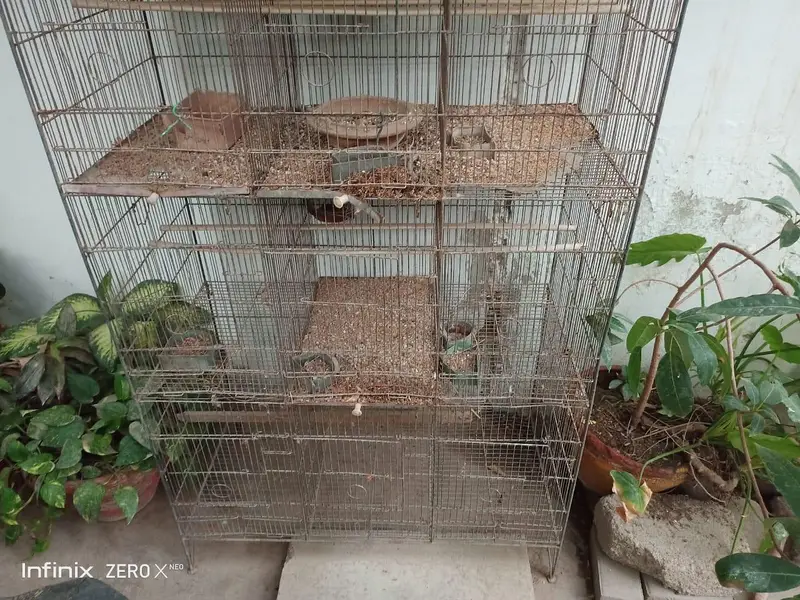 3 piece dove for sell with 12 portion cage — photo 5