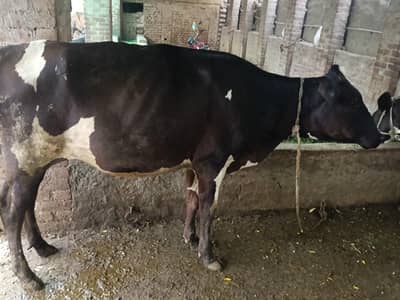 HF fresion cross wachi for sale Ready for semination
