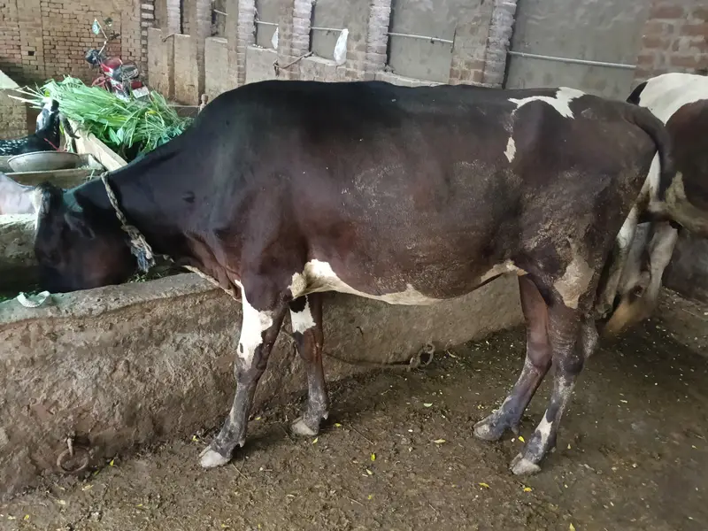 HF fresion cross wachi for sale Ready for semination — photo 3