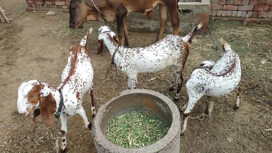 3 pathy for sale