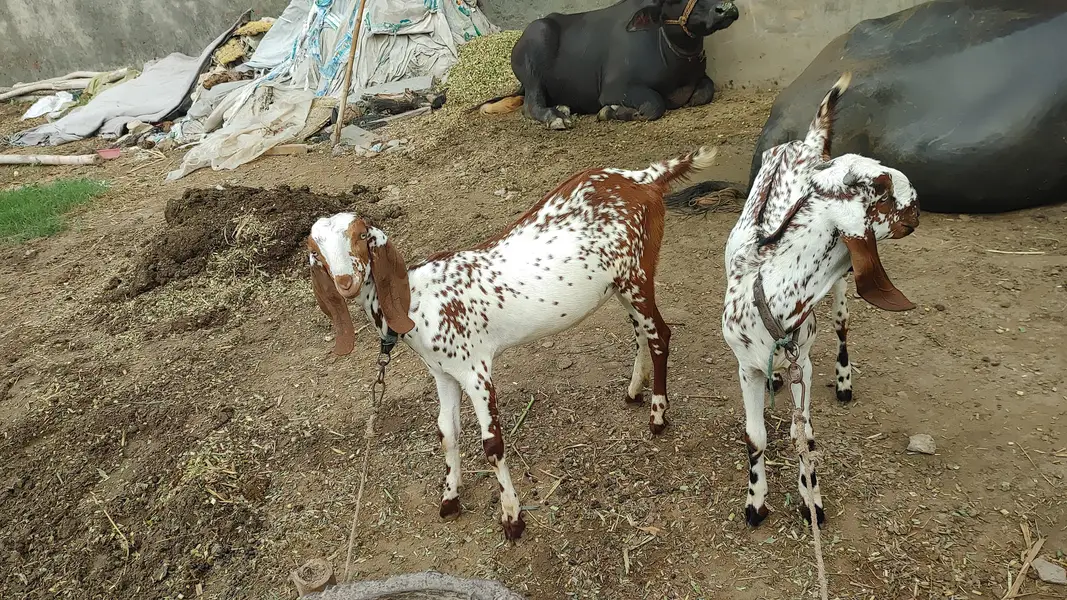 3 pathy for sale — photo 2