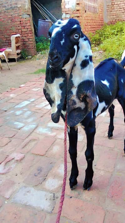 Amratsari   |  Goat  | bakra  | chatra 0300-0091606
