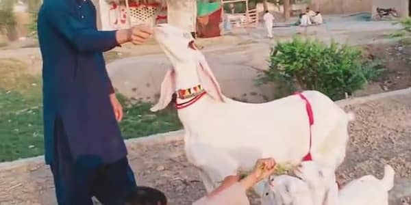 desi Bakri for sale teen bacchon ke sath/03490704921