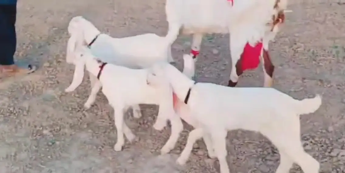 desi Bakri for sale teen bacchon ke sath/03490704921 — photo 3