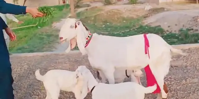 desi Bakri for sale teen bacchon ke sath/03490704921 — photo 5