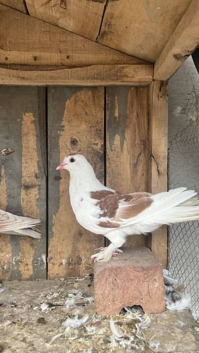 Healthy, Vaccinated Sehrazi Fancy Kabootar