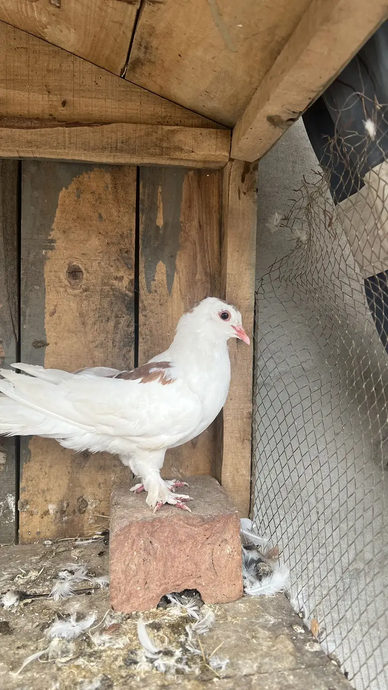 Healthy, Vaccinated Sehrazi Fancy Kabootar — photo 2