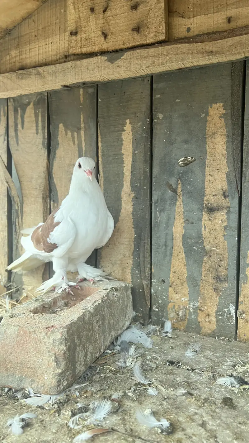 Healthy, Vaccinated Sehrazi Fancy Kabootar — photo 3