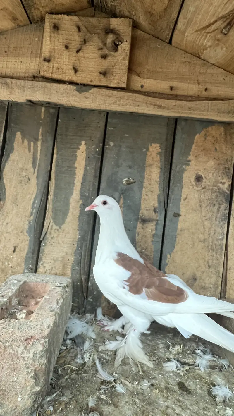 Healthy, Vaccinated Sehrazi Fancy Kabootar — photo 4