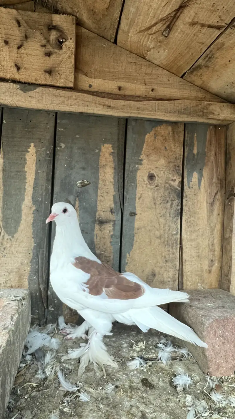 Healthy, Vaccinated Sehrazi Fancy Kabootar — photo 5