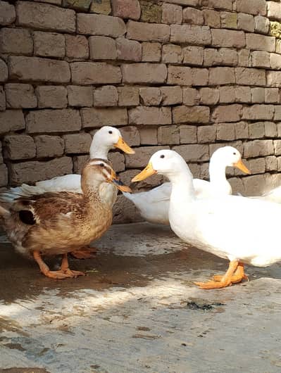 Beautiful Ducks