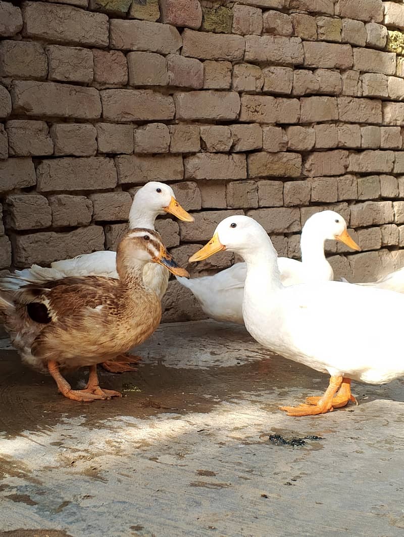 Beautiful Ducks 0