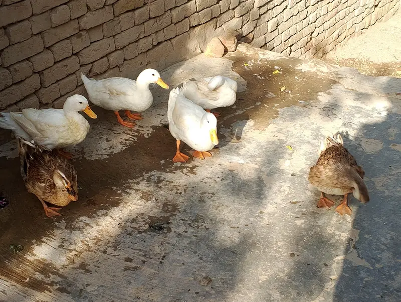 Beautiful Ducks — photo 2