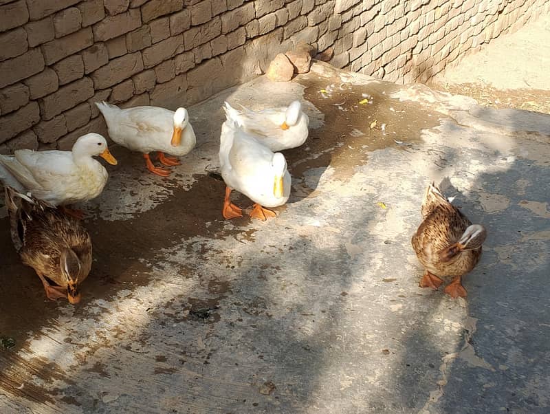 Beautiful Ducks 2