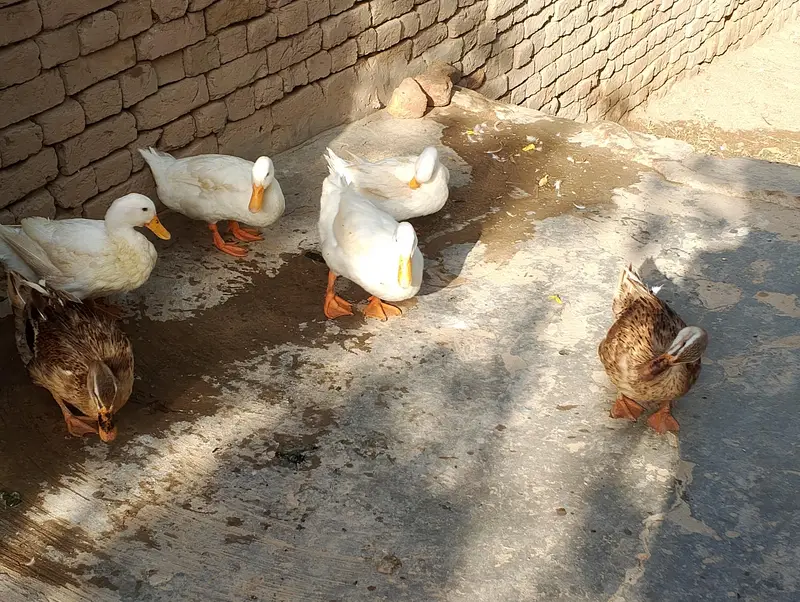 Beautiful Ducks — photo 3