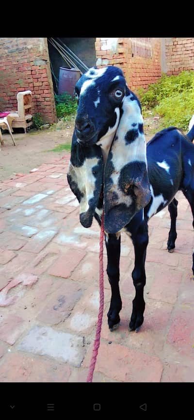 Amratsari  |Bakra |Goat |sheep |chatra |kajla