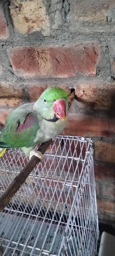 Raw parrot confirm male for sale