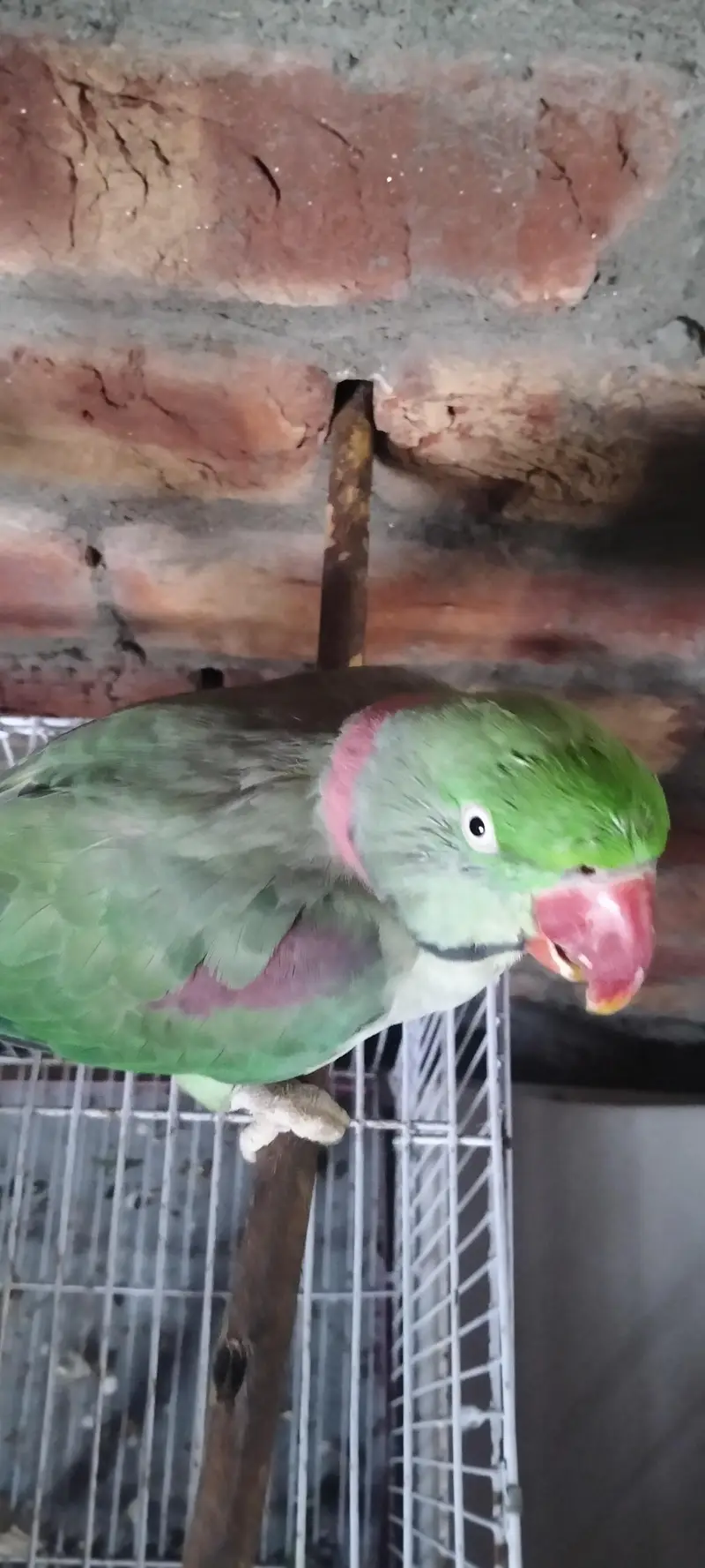 Raw parrot confirm male for sale — photo 2