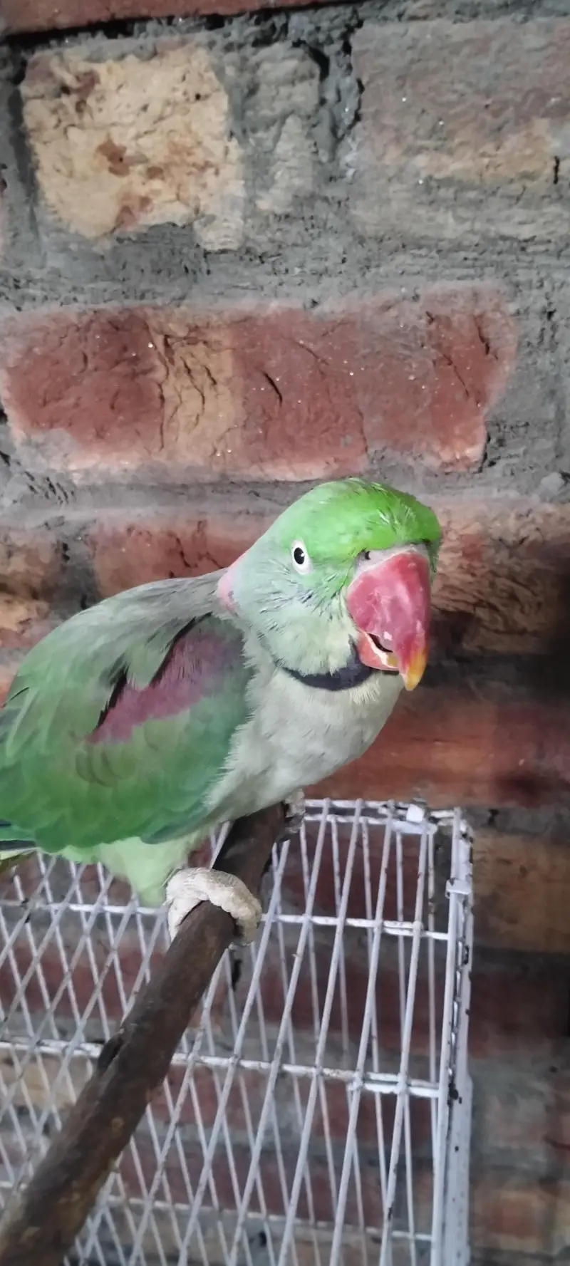 Raw parrot confirm male for sale — photo 3