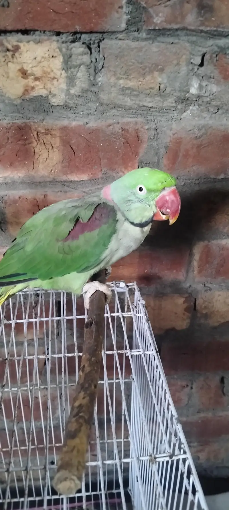 Raw parrot confirm male for sale — photo 4