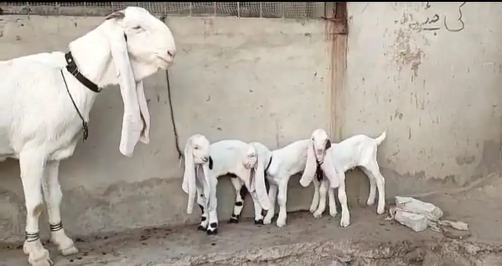 gulabi Bakri for Sale Mashallah Call  √03490704921√ — photo 2