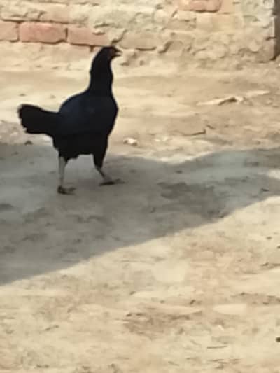 Aseel chick or Aseel mushki murgi white noknil total 4 chick or murgi