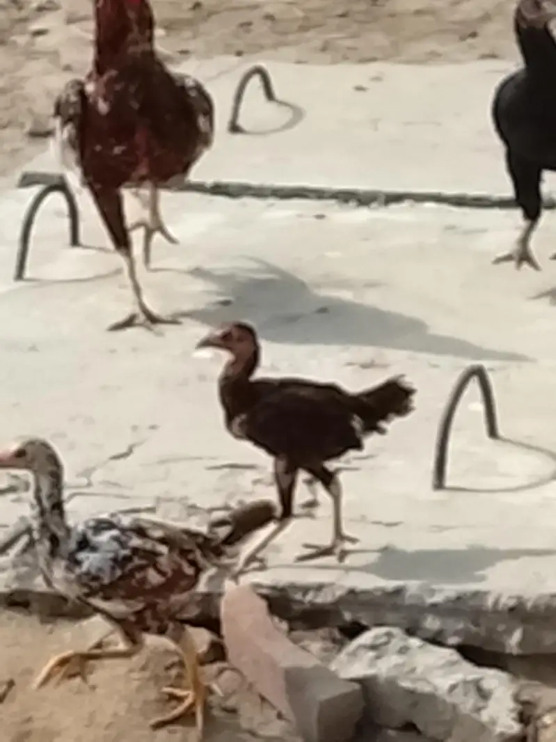 Aseel chick or Aseel mushki murgi white noknil total 4 chick or murgi — photo 2