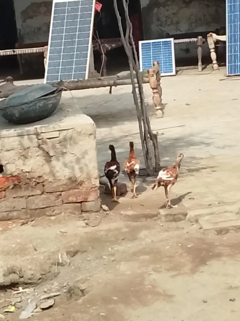 Aseel chick or Aseel mushki murgi white noknil total 4 chick or murgi — photo 3