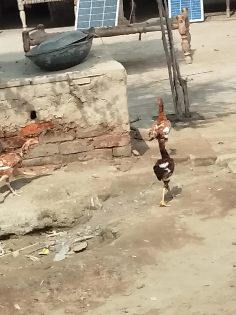Aseel chick or Aseel mushki murgi white noknil total 4 chick or murgi — photo 4