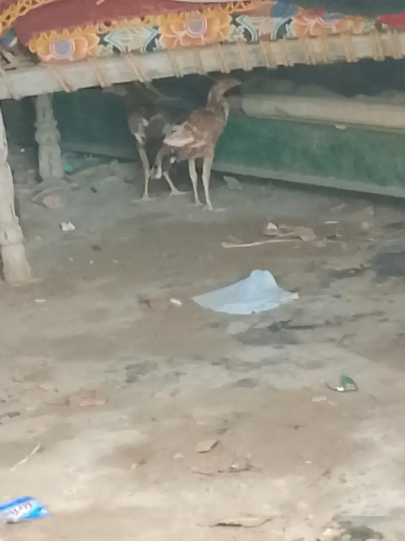 Aseel chick or Aseel mushki murgi white noknil total 4 chick or murgi — photo 5
