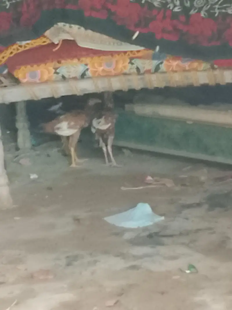 Aseel chick or Aseel mushki murgi white noknil total 4 chick or murgi — photo 6