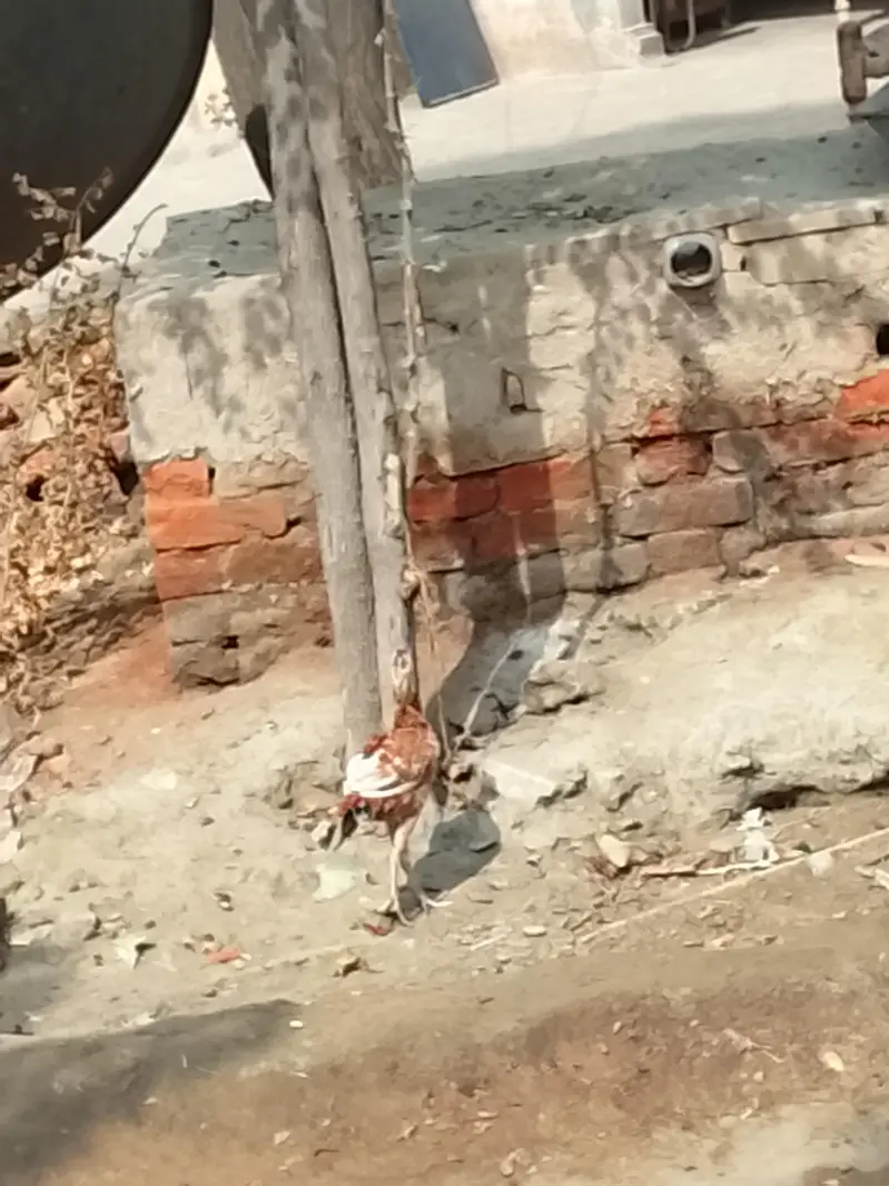 Aseel chick or Aseel mushki murgi white noknil total 4 chick or murgi — photo 7