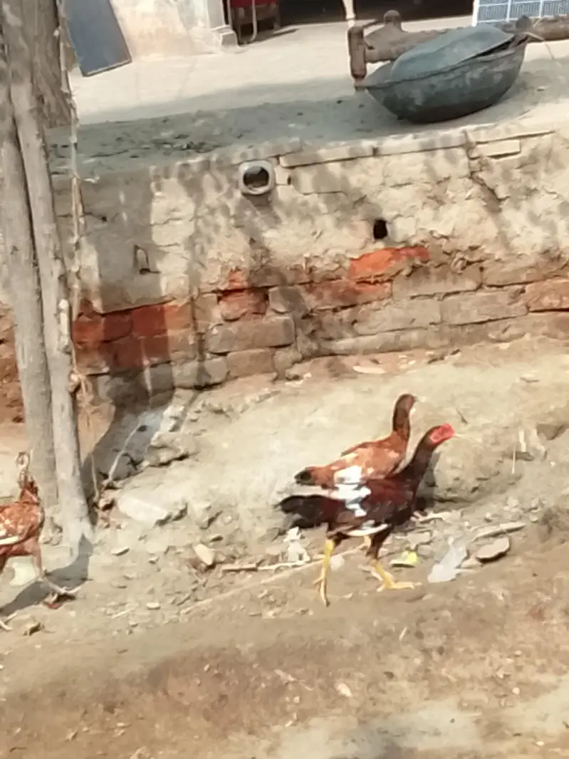 Aseel chick or Aseel mushki murgi white noknil total 4 chick or murgi — photo 8
