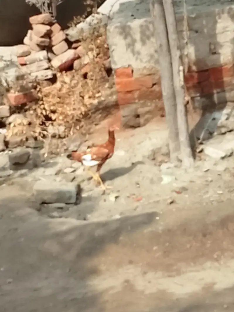 Aseel chick or Aseel mushki murgi white noknil total 4 chick or murgi — photo 9