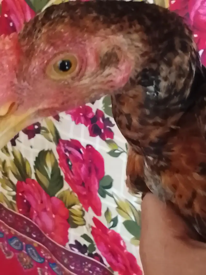 Aseel chick or Aseel mushki murgi white noknil total 4 chick or murgi — photo 10