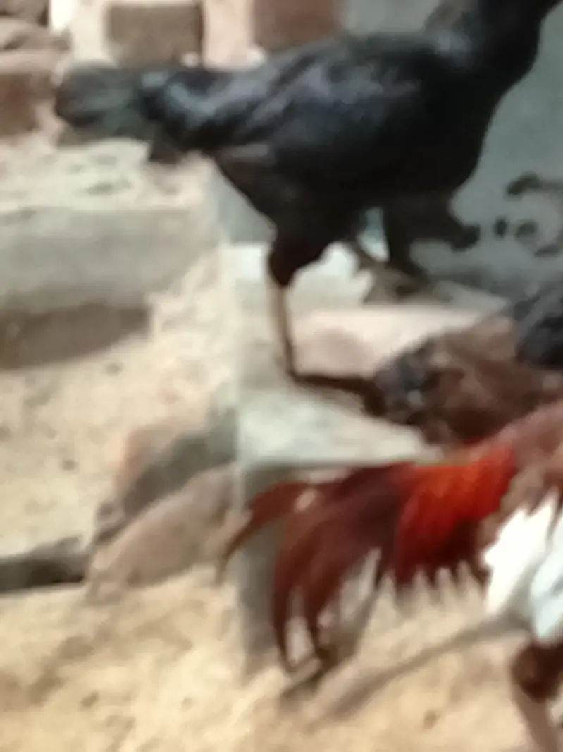 Aseel chick or Aseel mushki murgi white noknil total 4 chick or murgi — photo 11