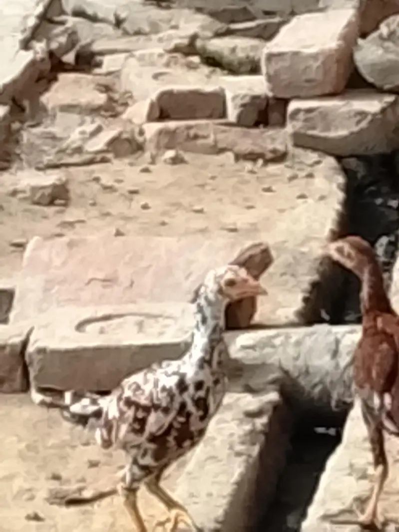 Aseel chick or Aseel mushki murgi white noknil total 4 chick or murgi — photo 12