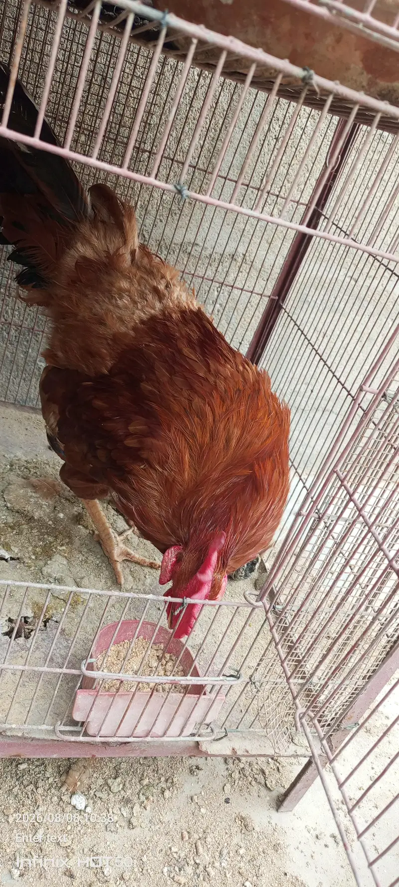 full healthy Meri murghi Marr gai tbh sale. out kr rha ho murgha ab — photo 2