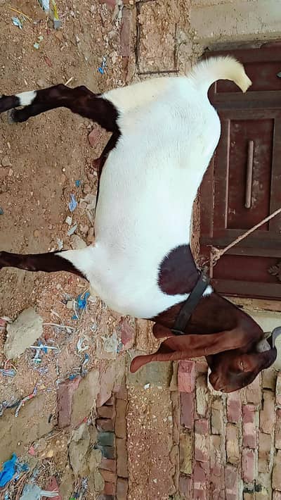 Pure Pateri kheera 55kg live weight