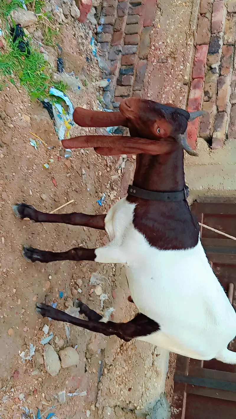Pure Pateri kheera 55kg live weight — photo 2