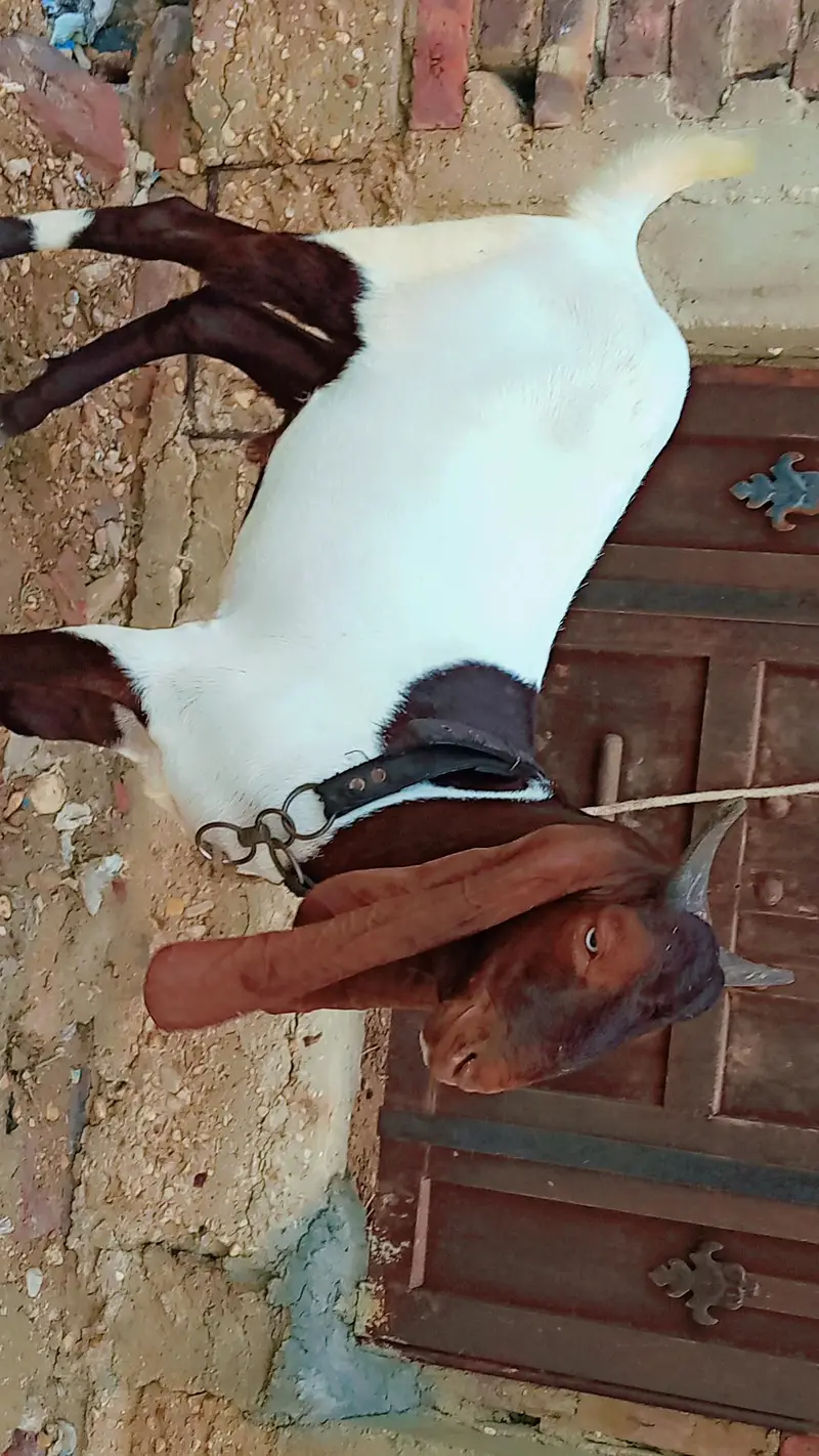 Pure Pateri kheera 55kg live weight — photo 4