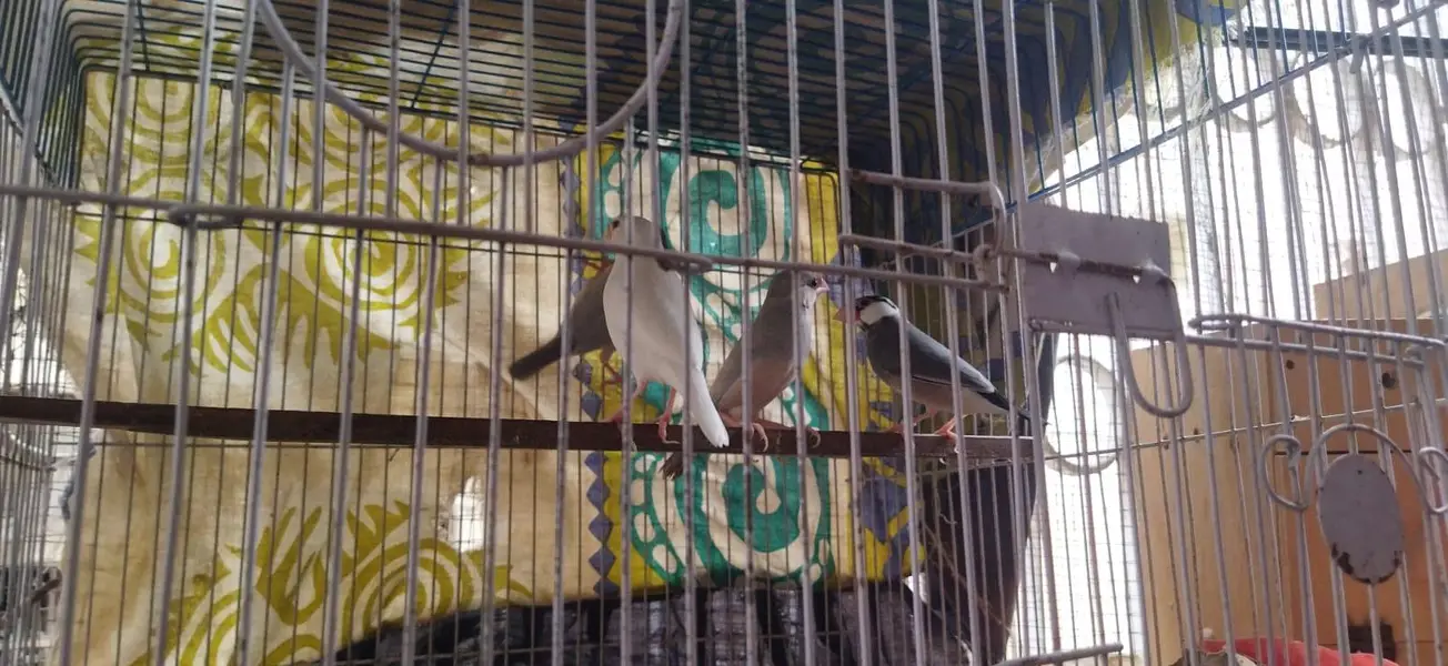 4 piece java for sale with out cage