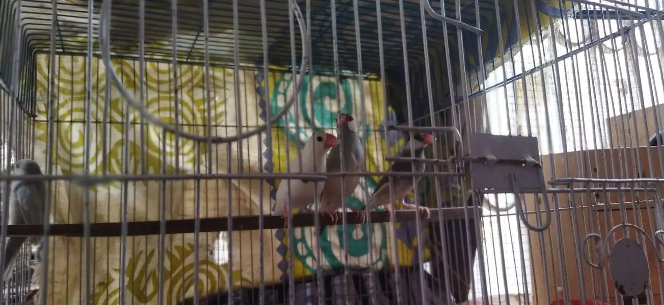 4 piece java for sale with out cage — photo 2
