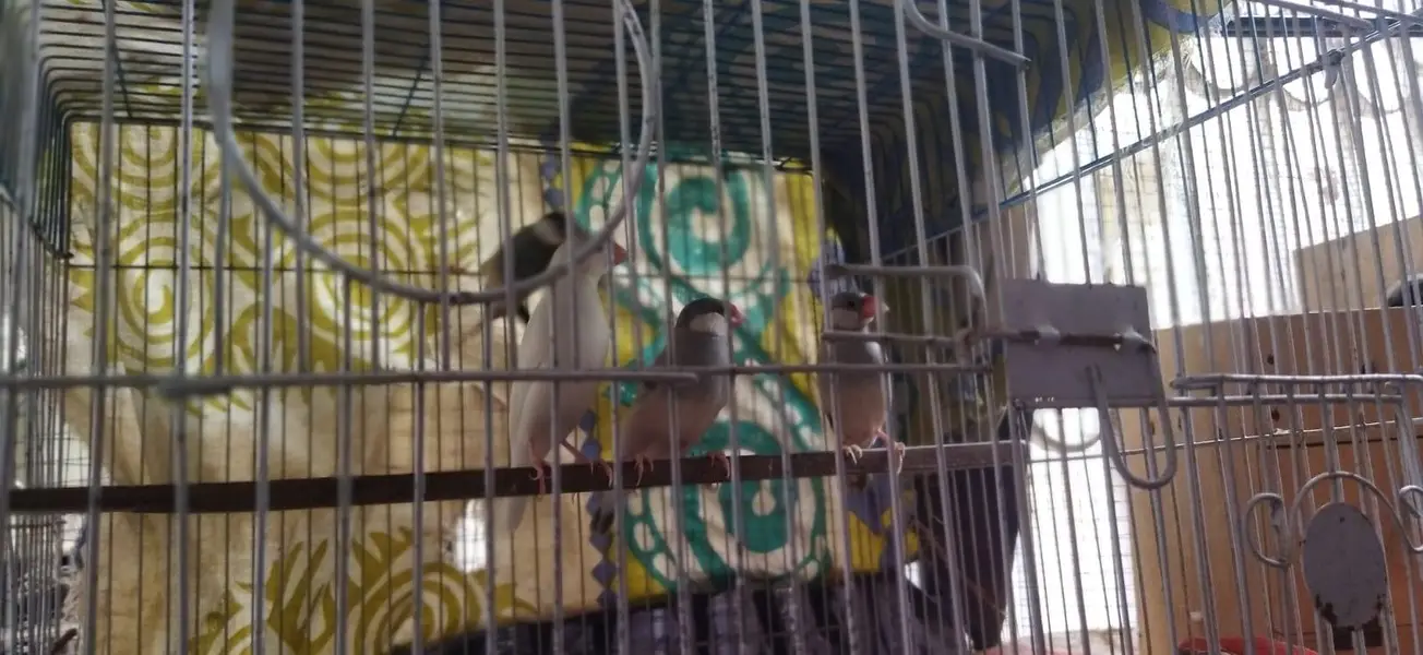4 piece java for sale with out cage — photo 3