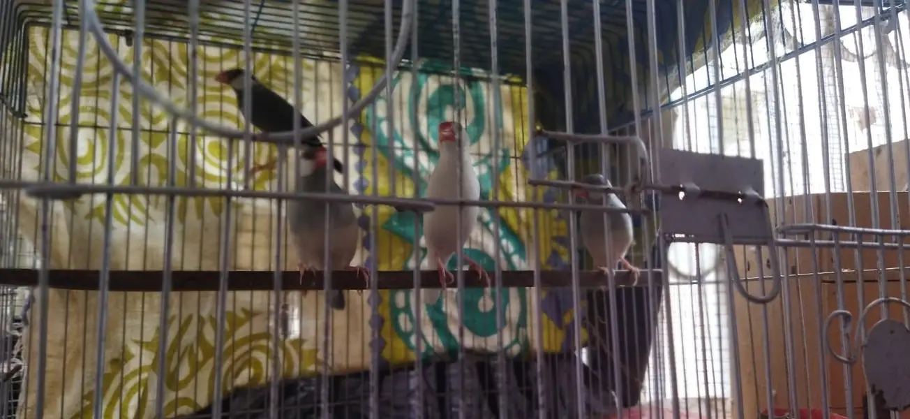 4 piece java for sale with out cage — photo 4