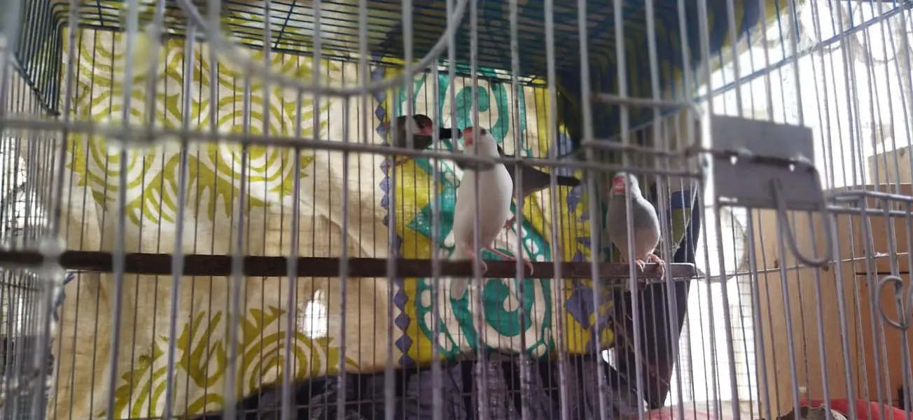 4 piece java for sale with out cage — photo 5