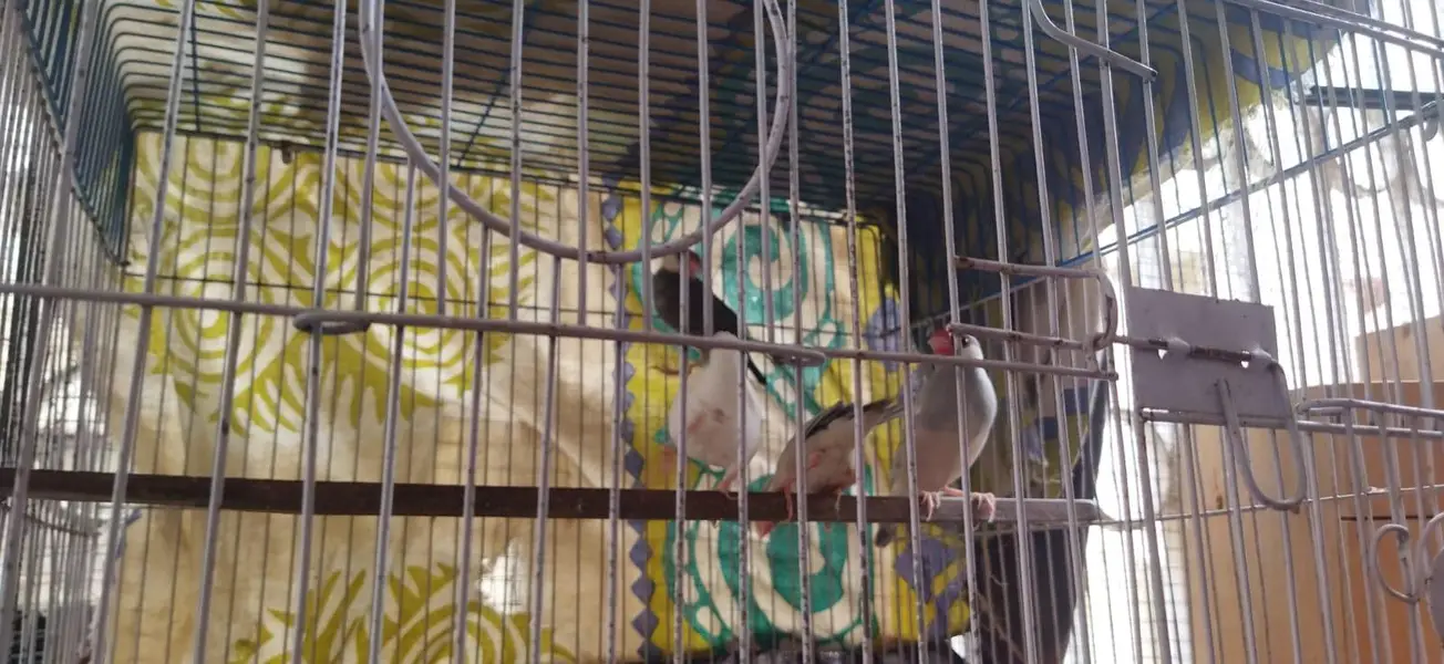 4 piece java for sale with out cage — photo 6