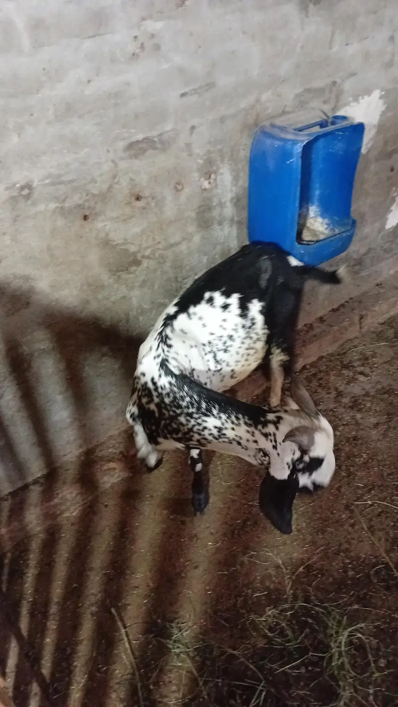 aik desi gabban bakri h aur aik path — photo 2