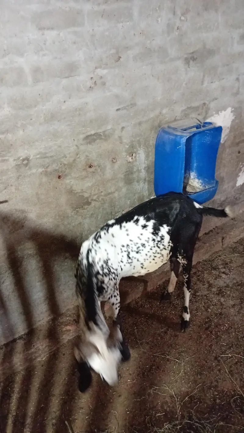 aik desi gabban bakri h aur aik path — photo 3