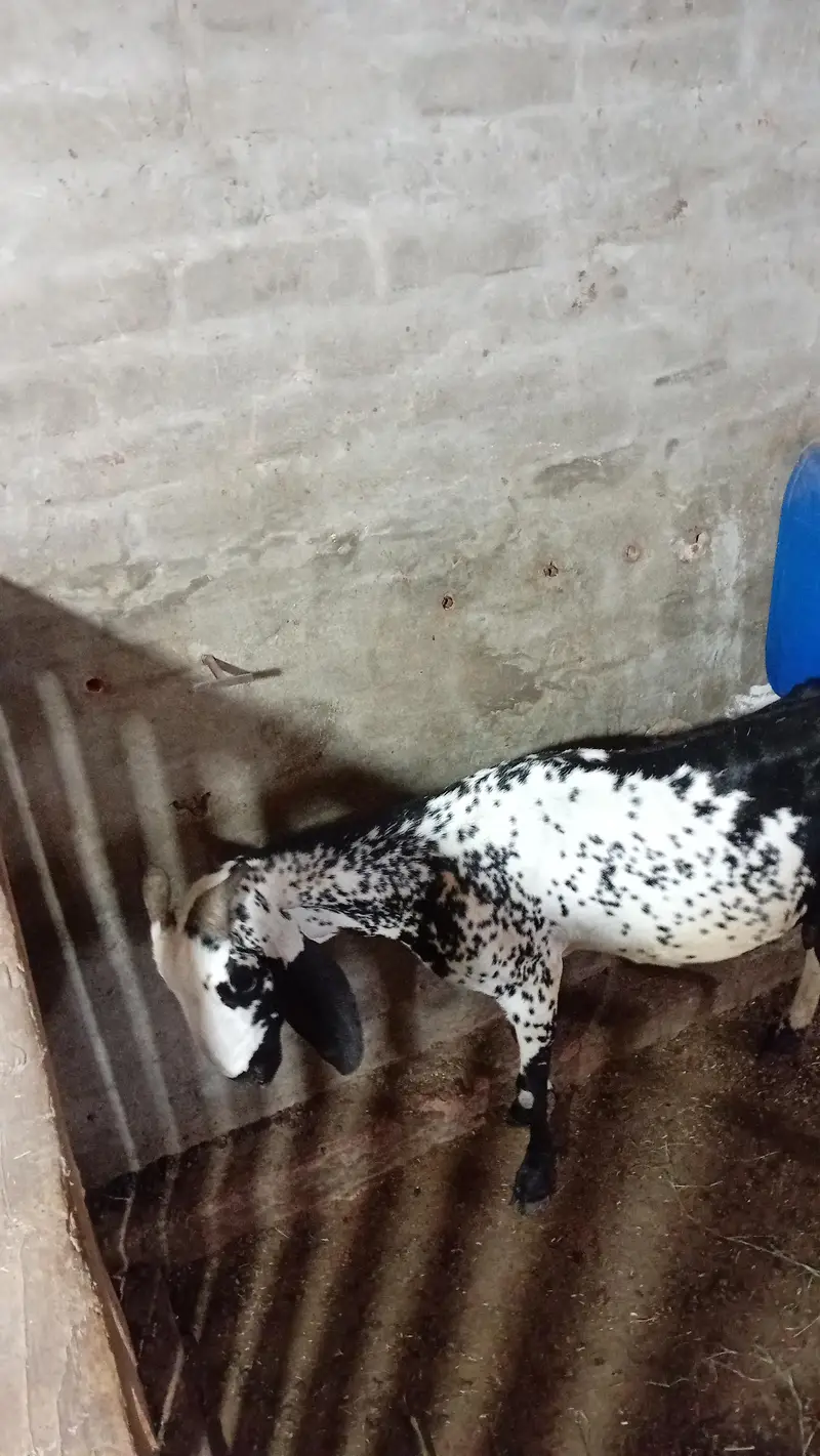 aik desi gabban bakri h aur aik path — photo 4